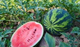 柳铁吃瓜,揭秘铁路行业背后的那些事儿