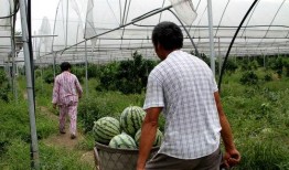 福建农业吃瓜,瓜果飘香，田园风光里的甜蜜产业
