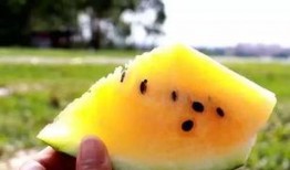 吃沙瓜还是脆瓜比较好吃,哪一种更胜一筹？