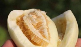 姜饼瓜老了怎么吃,探索创意烹饪新境界