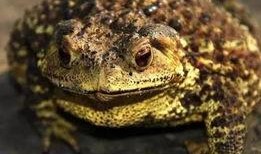 瓜弟弟吃癞蛤蟆