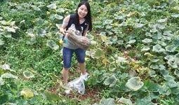 吃瓜事件最多的地方,揭秘最“热闹”的瓜田