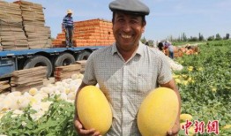 伊州商会吃瓜任务怎么吃,轻松掌握瓜分商机秘诀