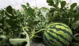 赞美吃瓜的好处,品味生活之美——探寻吃瓜的五大益处