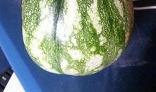 吃瓜问瓜,吃瓜问瓜，探寻明星幕后故事