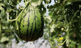 吃瓜增肥,轻松享“福”，健康塑形新风尚