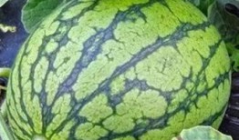 八日瓜怎么吃,解锁美味新体验