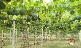 松滋吃瓜,探寻吃瓜文化的独特魅力