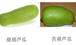 葫芦瓜是付子瓜吗怎么吃