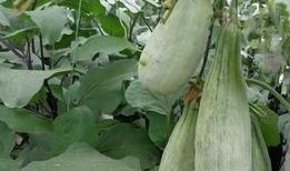 绿皮田瓜怎么吃,解锁田园美味新体验