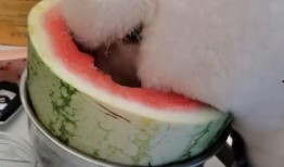 宠物吃瓜配乐,欢乐无限，音乐相伴