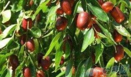 梦见吃大枣瓜,揭秘吃大枣瓜的神秘寓意