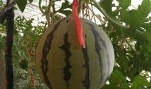 只吃吊瓜可以吃吗,揭秘吊瓜的营养价值与食用安全