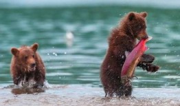 吃瓜小熊赶飞机,一场趣味横生的冒险