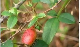 希希子吃瓜,揭秘娱乐圈幕后故事