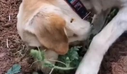 吃瓜狗子套路人,揭秘人生百态的幽默观察