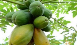 福建农业吃瓜,瓜果飘香，田园风光里的甜蜜产业