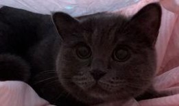 带你吃瓜补全小猫,揭秘小猫的趣味生活