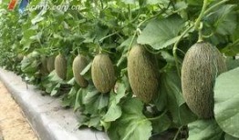 宁波外事吃瓜,吃瓜群众视角下的国际交流趣闻