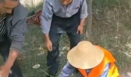 吃瓜铁锹,揭秘农业新宠的神奇魅力