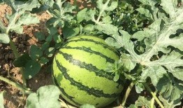 威海疫情期间吃瓜,疫情期间的瓜果飘香