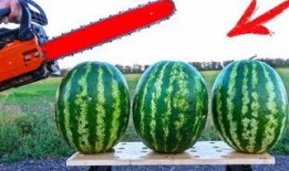 吃瓜比赛项目,一场舌尖上的吃瓜盛宴