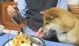 狗头瓜月子怎么吃,营养滋补，助力产后恢复