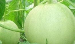 孕妇可以吃瓜吗香瓜,孕妇可以吃香瓜吗？营养与注意事项