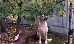 苹果树下吃瓜,夏日休闲好去处