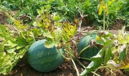 吃瓜的真实图片