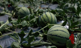 临沭县吃瓜,瓜果飘香，品味田园生活