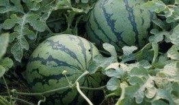 介休大瓜吃瓜第一下