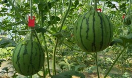 吊央瓜怎么吃,解锁美味新体验