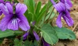 紫瓜地丁咋吃的,紫瓜地丁的食用方法与营养功效揭秘