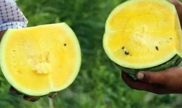 初恋吃瓜怎么挑瓜,如何挑选完美初恋瓜