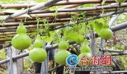 谚语吊葫芦吃瓜,智慧与收获的寓言