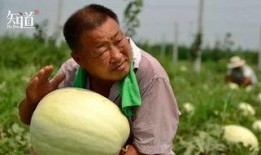 吃专业的瓜,揭秘专业吃瓜者的美食之旅