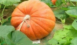 发烧可以吃方瓜嘛,方瓜能否成为食疗佳选？