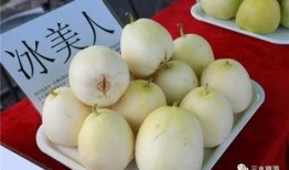 吃雪梨瓜的视频