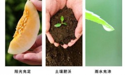 孕妇可以吃浙江白脆蜜瓜,浙江白脆蜜瓜，营养美味两不误