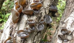 尿酸高可以吃瓜篓子吗,瓜篓子——健康饮食新选择