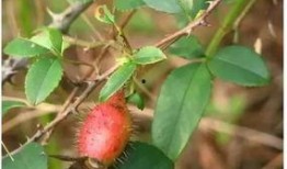 树莓子酱吃瓜,吃瓜乐趣无限