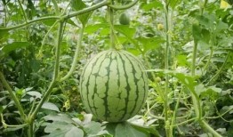 咸阳渭城区吃瓜,夏日炎炎，吃瓜解暑乐无边