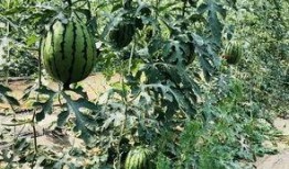 成都扬州北京吃瓜,吃瓜群众的味蕾盛宴