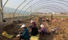 界首吃瓜梗,探寻吃瓜梗的独特魅力