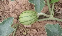 木木墩吃瓜,木木墩的瓜田奇遇记