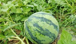 西瓜熟了吃瓜了,尽享西瓜熟透的甘甜时光