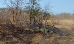 大型吃瓜现场南安