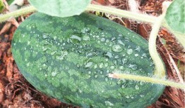 梦见找瓜吃,探寻梦中寻瓜的奥秘