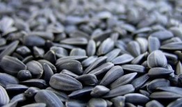 吃瓜子的瓜野生,揭秘吃瓜子的瓜背后的神秘故事